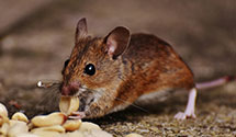 24 Hour & Emergency Exterminators in Essex, NY